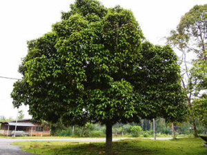 mangosteen-tree-indonesia-health-benefits-of-pericarp